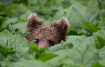 L'ours en Slovénie 