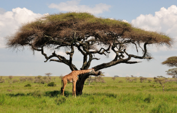 La Tanzanie et Zanzibar ou comment allier nature et détente 